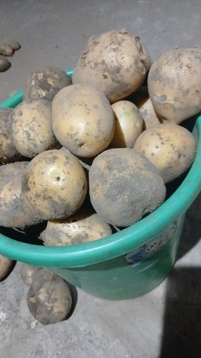 Картошка картофель