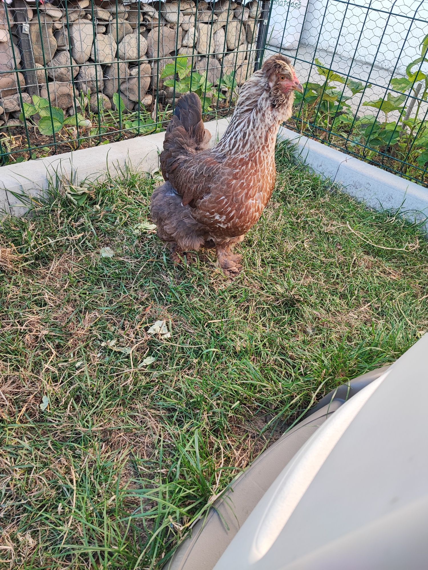 Cocos moțat bărbos+ găină moțată bărboasă+puica moțată oua verzi
