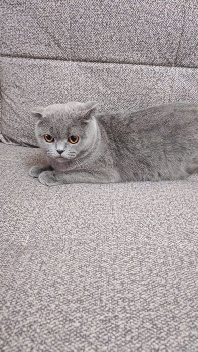 Продаю котёнка Скоттиш Фолд