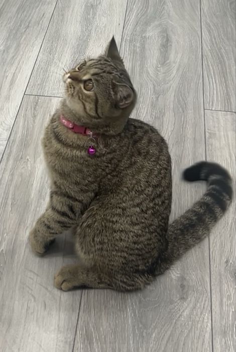 Британская кошка