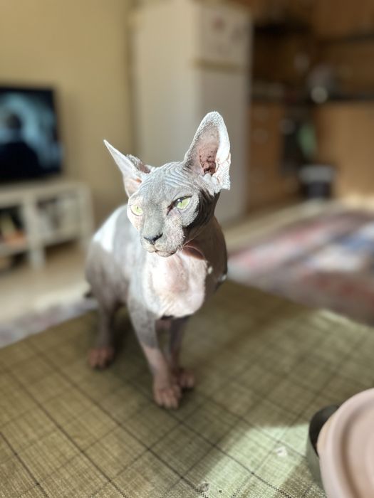 Sphynx Сфинкс коте