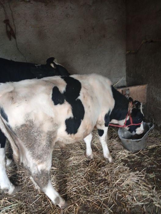 Se vinde, vitel, corcitura cu angus
