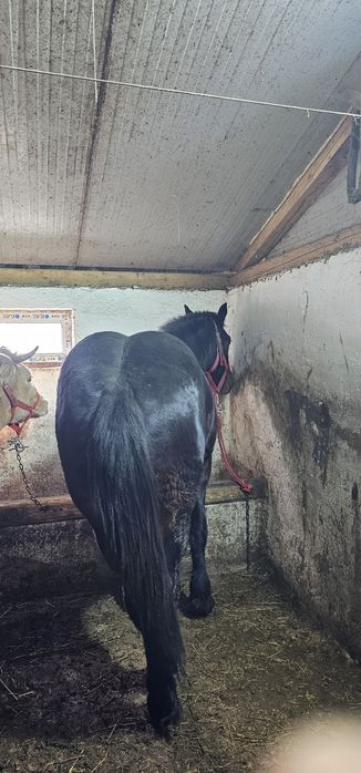 Mânz noatini semigreu