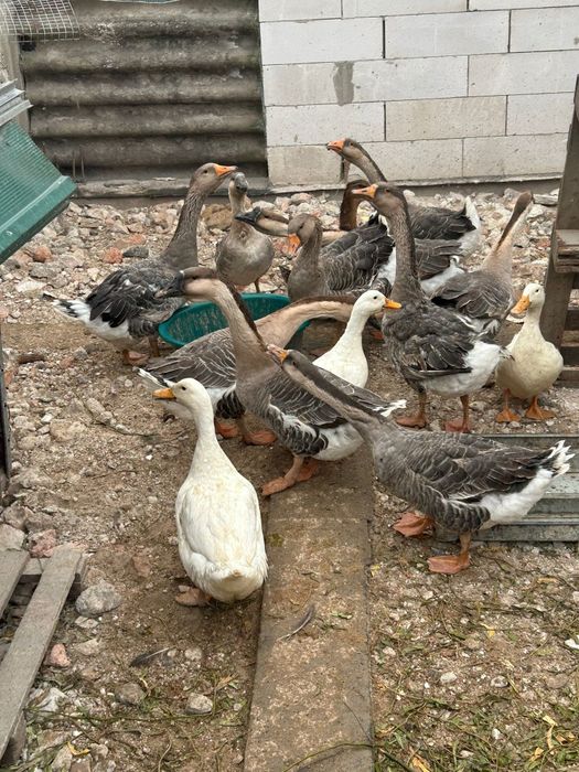 Vând gâște și găini cochinchina uriaș