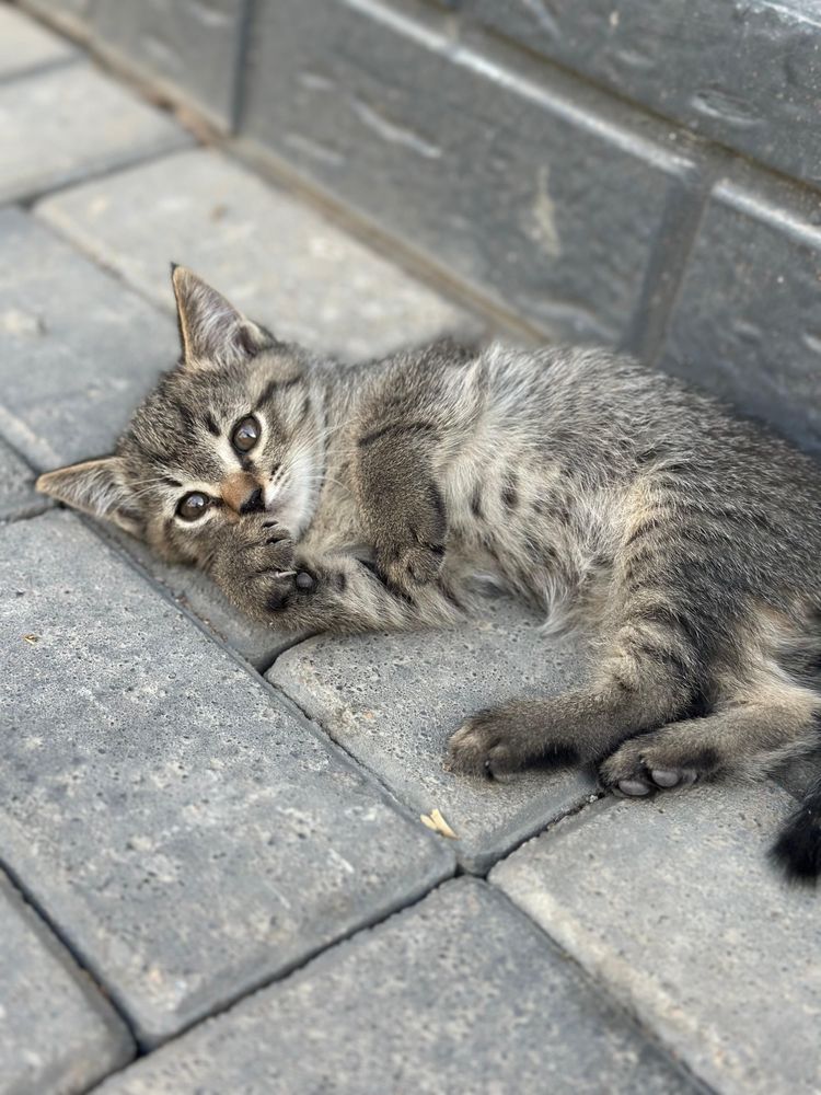 Отдам котят домашних