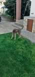 Vând câine lagotto romagnolo