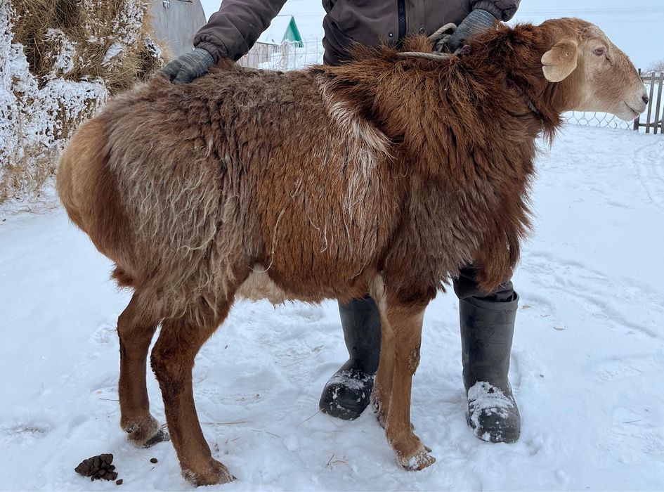 Продам Гиссар кошкар