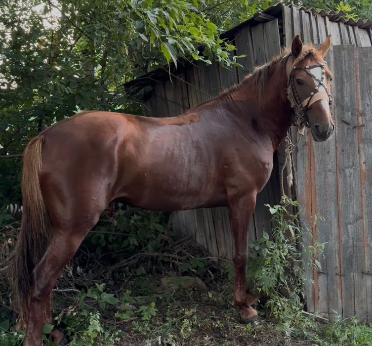 Жеребец донской породы, 6 лет, 177 см — обучен под верх и в упряжь