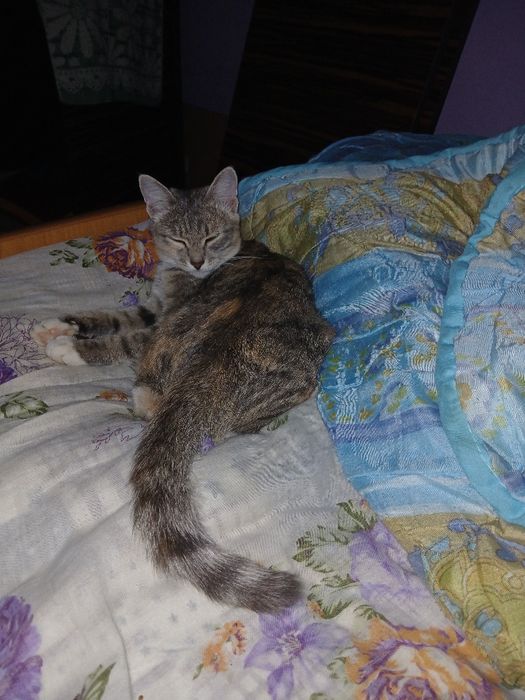 кто заберёт тому 5к,отдам кошку