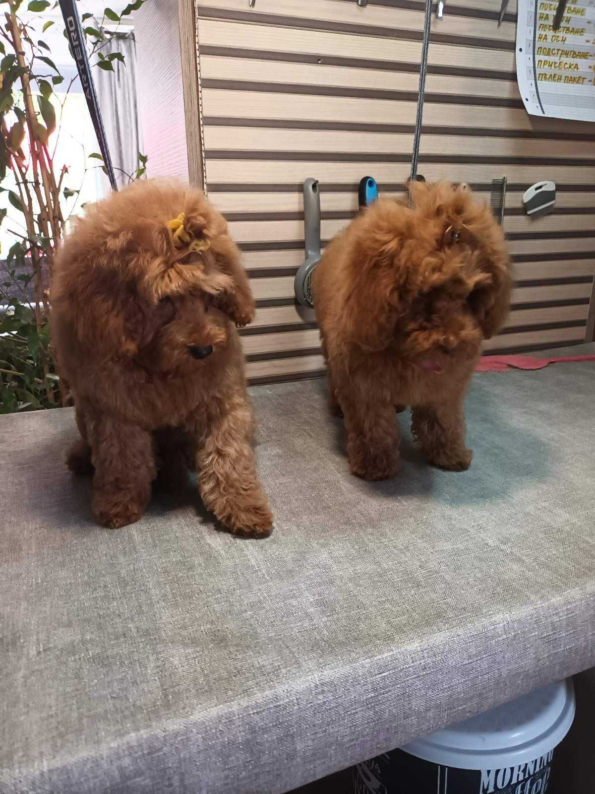Пудел Той- Poodle Toy