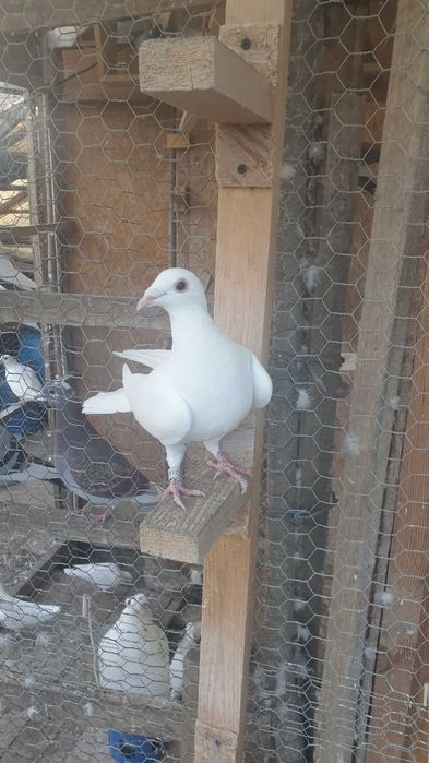 Ocazie! Vand 3 femele voiajor albe 2025 si un mascul voiajor alb 2023!