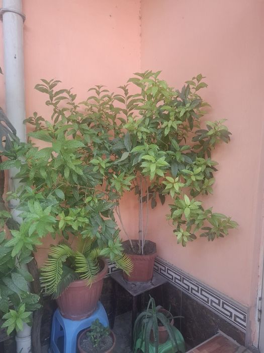 Гуллар катта хаммаси