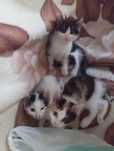 Котята очень красивые