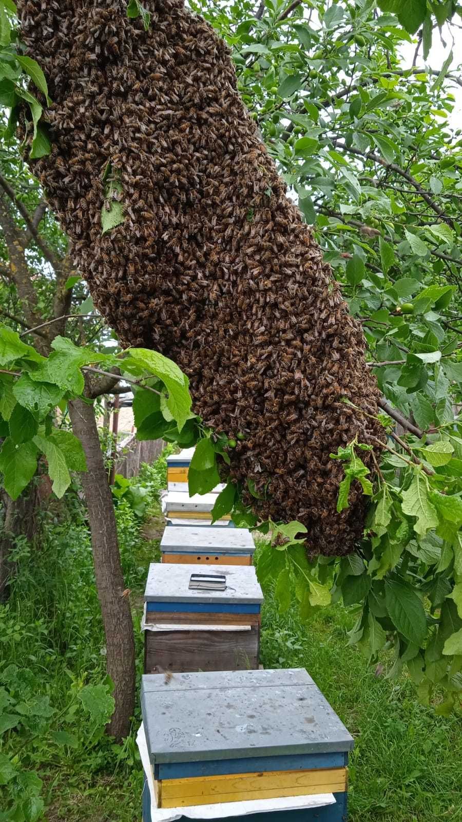 Vand familii si roi de albine