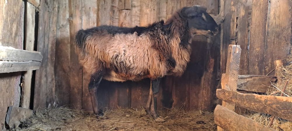 Продам овцу живым весом