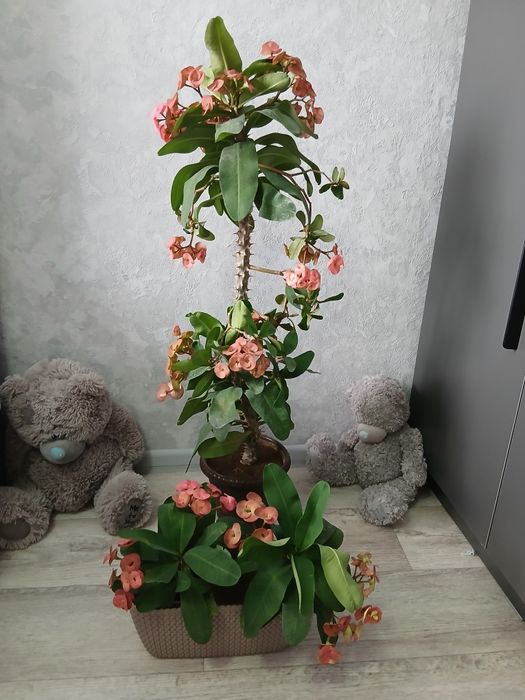 Продаются домашние цветы, малочай, фикус, гиппеатрум и м.д