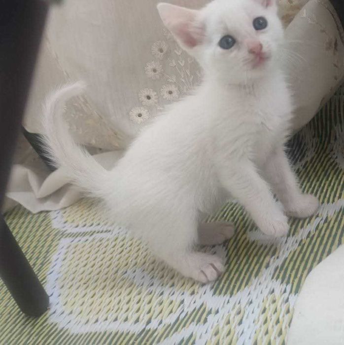 Котенца, бели и черни