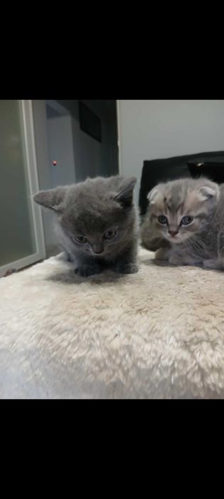 Шотландско клепоухо котенце