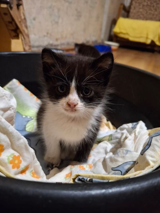 Пристраивается котенок котята 2 месяца