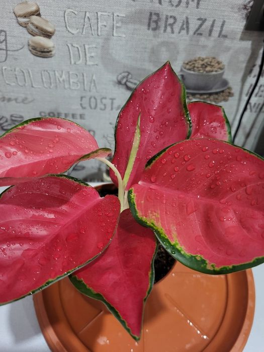 Продаю домашние цветы Аглонема