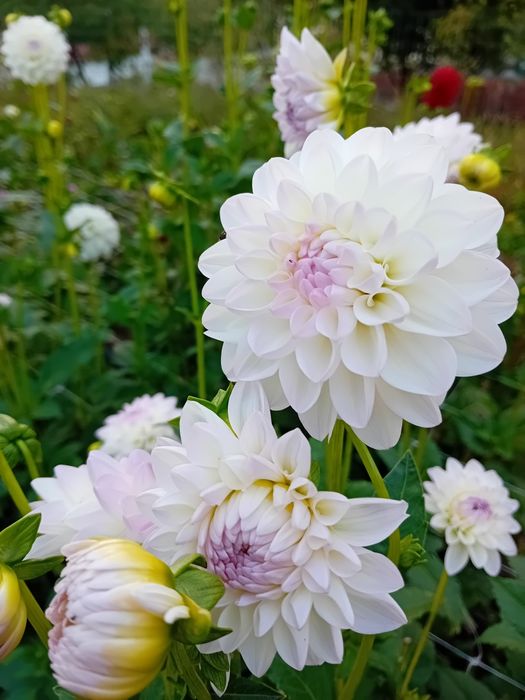 Bulbi de dalii culori garantate