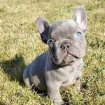 Bulldog francez mascul