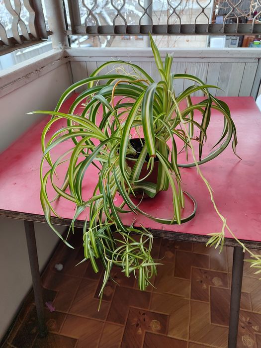 Продам хлорофитум