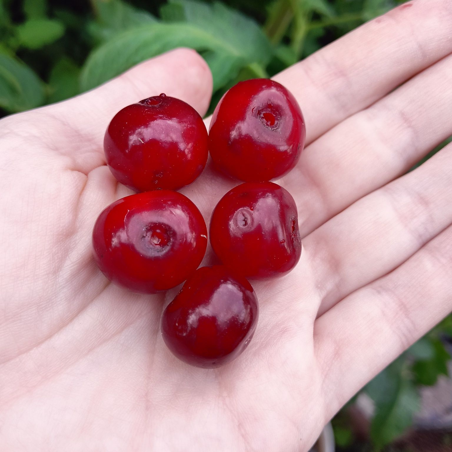 Продам Вишню 10л