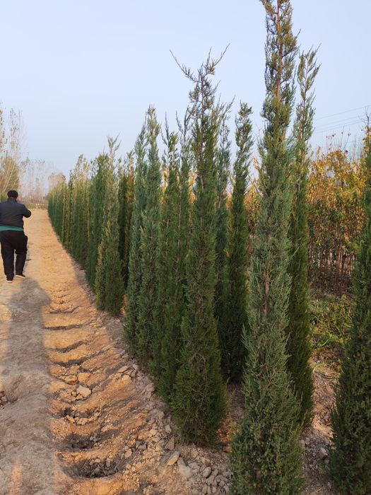 Archa peramida optom