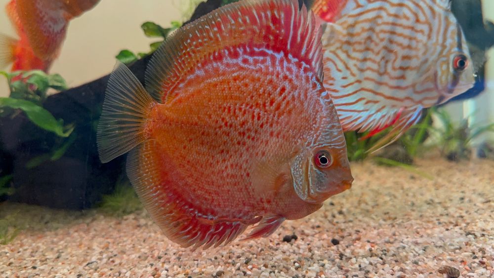 Vand discusi maturi pereche