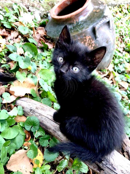 малки приятелчета