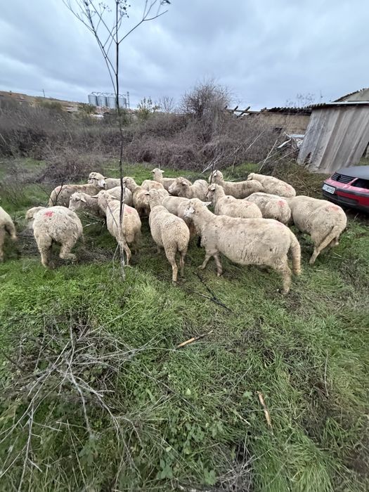 Oi gestante de vanzare