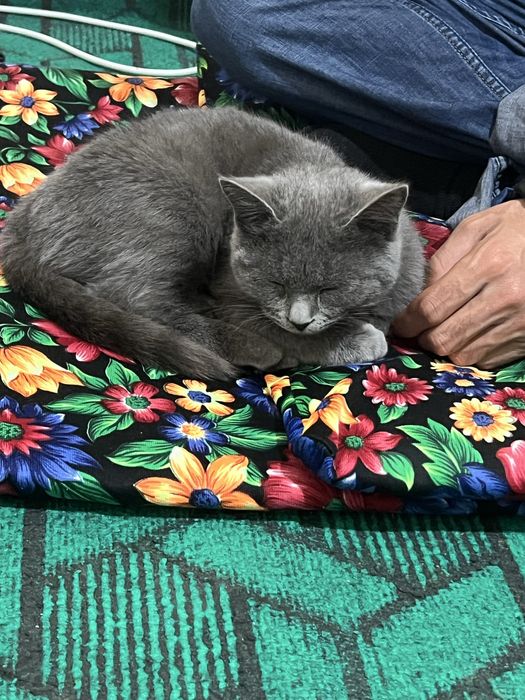 Toza britanskiy mushuk