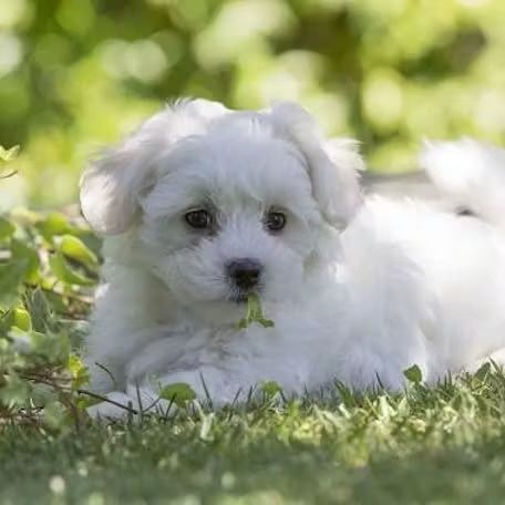 Мальтипу, продается белая Мальтипу, чистокровная