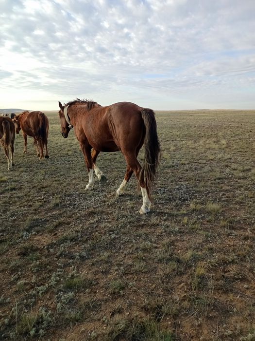 Айгыр    жеребец