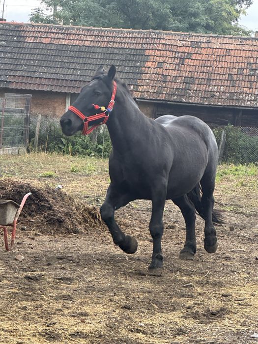 Iapa de vanzare garantata la orce proba         Cei anteresati sa ma c