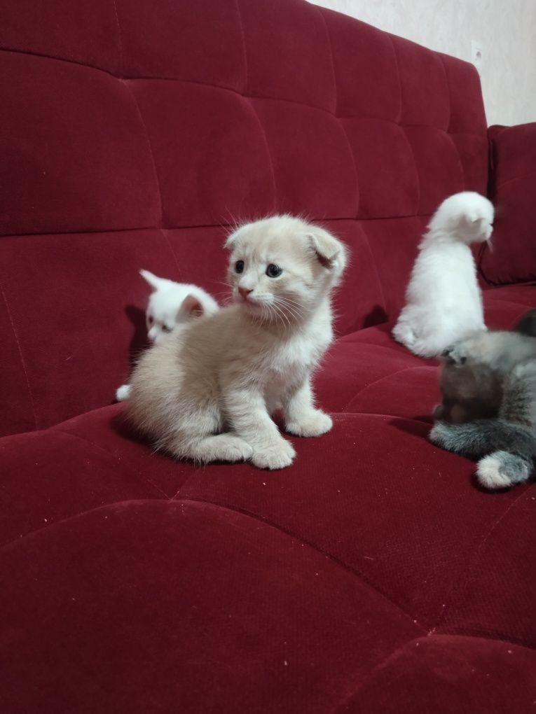 Котята, шотландские вислоухие