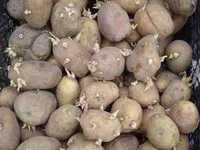 Продам картофель для посева