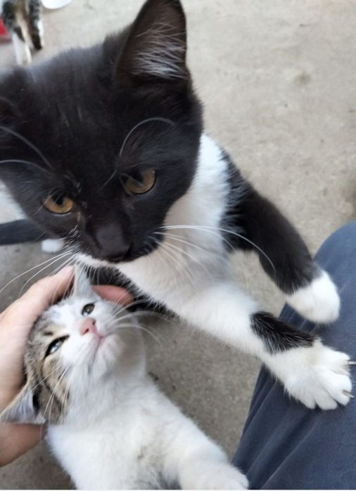 Donez pisicute varsta 3 luni