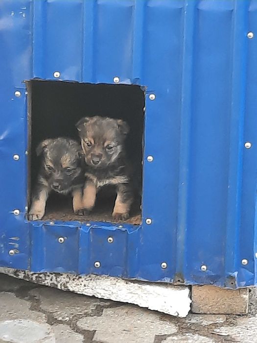 Отдам щенков ,звонков