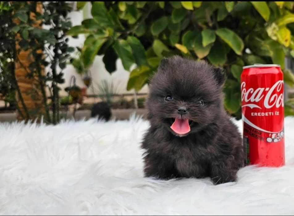 Pomeranian pedigree FCI - Top calitate