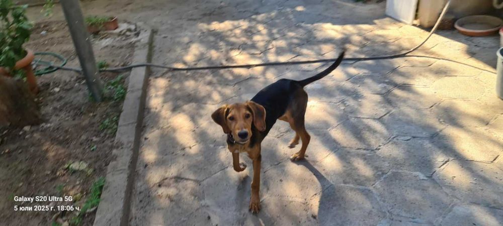 Подарявам женско куче Гонче