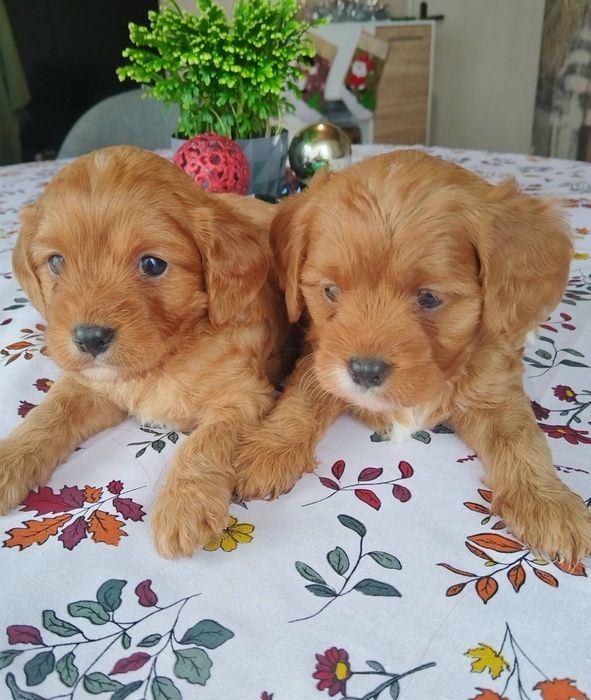 Кавапу/Мини пудел