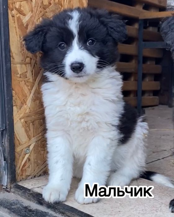 Щенята ищут дом