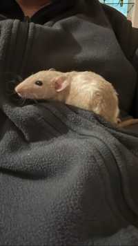 Крысята с трёх недель рождения
