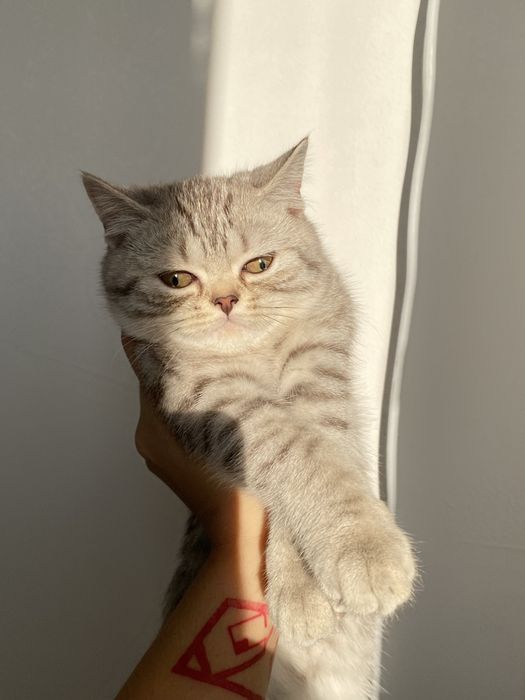 Котенок 4 месяца