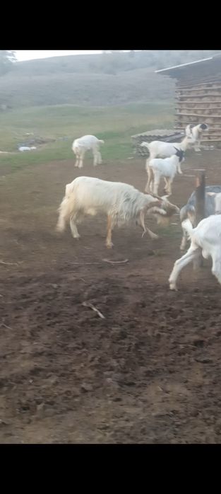 Tap Sannen in vârstă de 5 ani