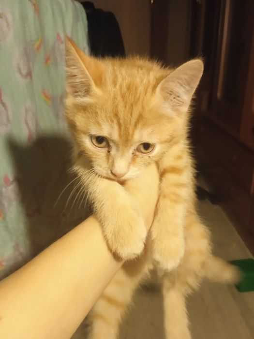 Отдам в хорошие руки