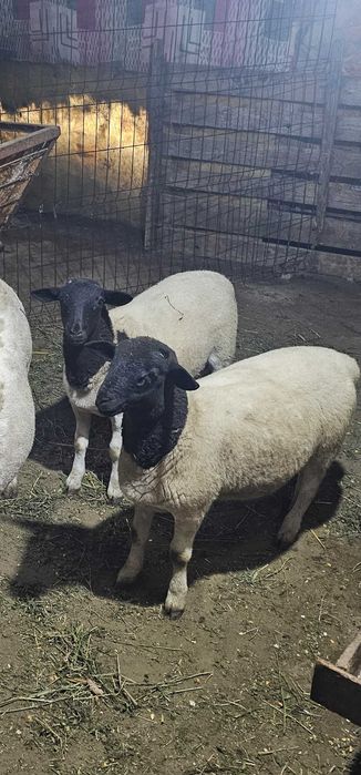 Berbecut si mieluta Dorper