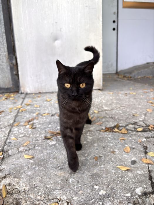 Кошечка стирилизованная в добрые руки